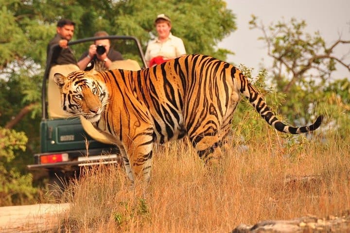 Jaipur to Ranthambore to Udaipur: 4-Day Guided Rajasthan Tour with Safari and Hotels photo 3