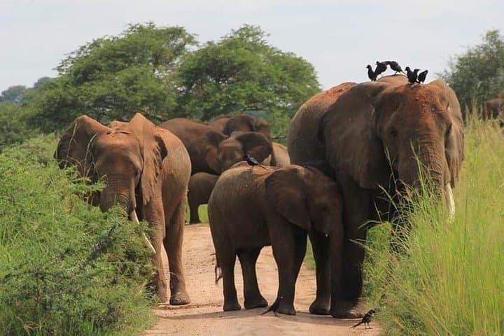 7-Day Uganda Safari: Gorilla & Chimpanzee Trekking with Murchison Falls Game Viewing photo 3