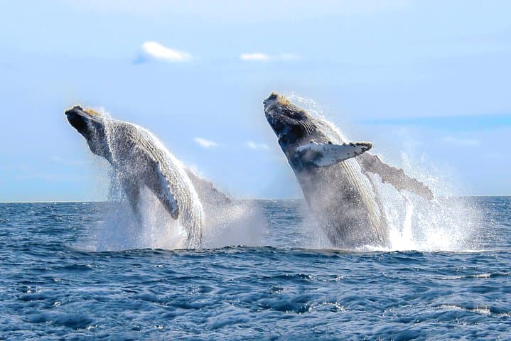 Puerto Vallarta Whale Watching: Humpback Photo Safari in Banderas Bay