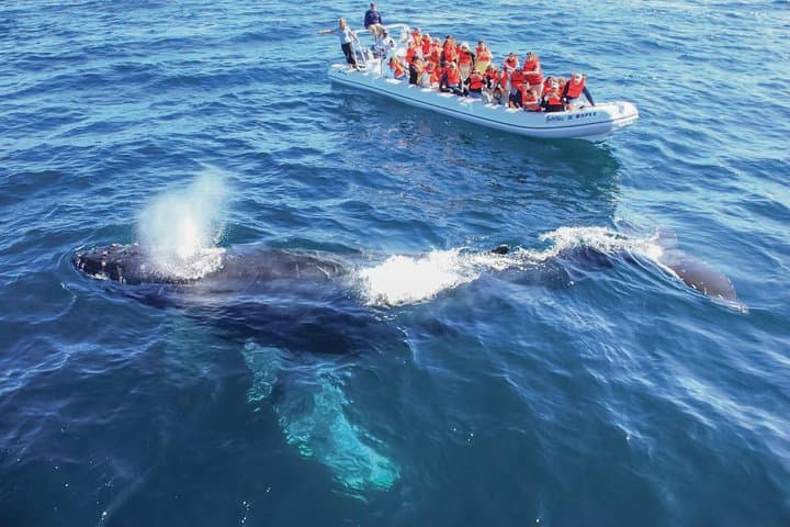 Puerto Vallarta Whale Watching: Humpback Photo Safari in Banderas Bay photo 2