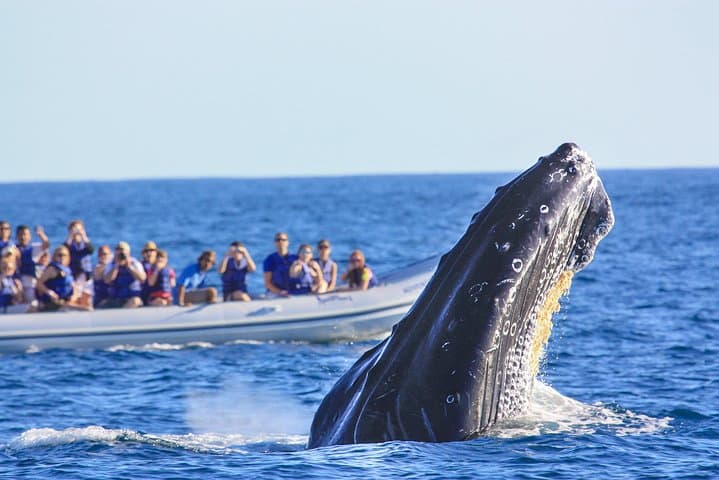 Puerto Vallarta Whale Watching: Humpback Photo Safari in Banderas Bay photo 3