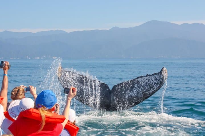 Puerto Vallarta Whale Watching: Humpback Photo Safari in Banderas Bay photo 4