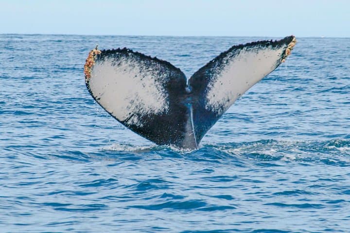 Puerto Vallarta Whale Watching: Humpback Photo Safari in Banderas Bay photo 5