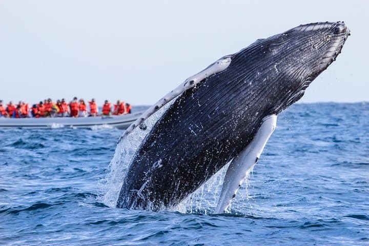 Puerto Vallarta Whale Watching: Humpback Photo Safari in Banderas Bay photo 6