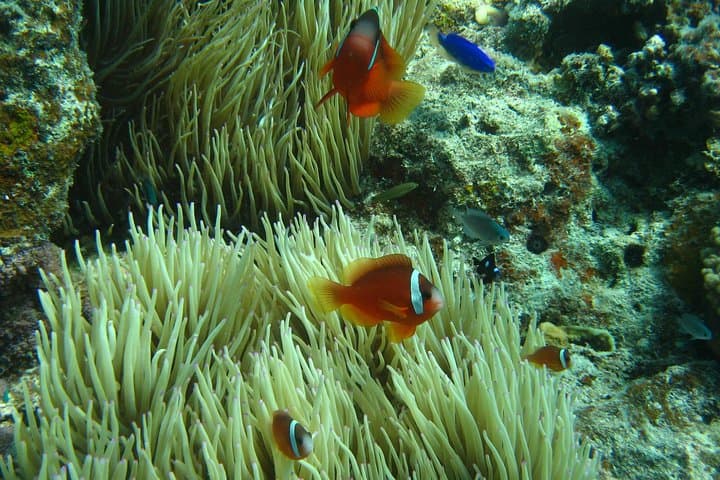 Introductory Scuba Dive in Pacific Harbour — Whitetip Marine Adventures | Fiji photo 3