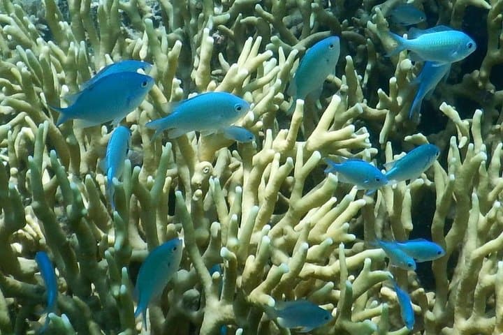 Introductory Scuba Dive in Pacific Harbour — Whitetip Marine Adventures | Fiji photo 5