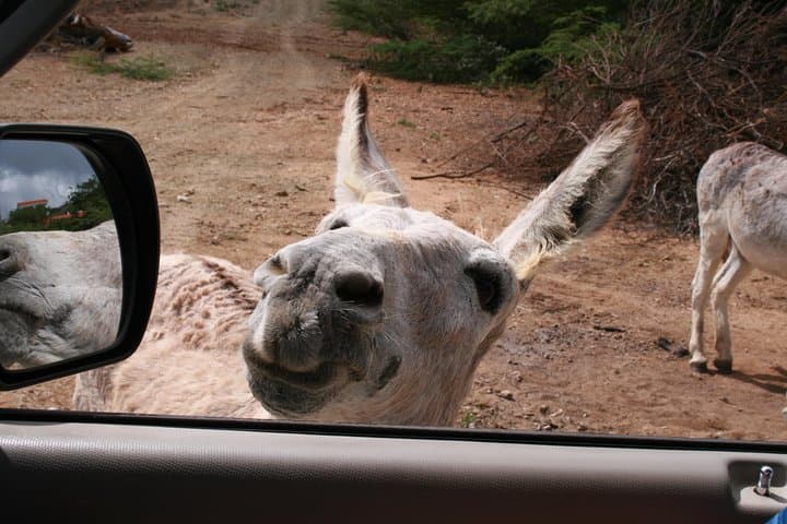 Private North and South Bonaire Island Tour with Local Guide photo 5