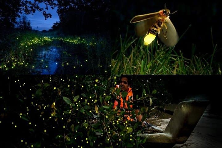 Kuala Selangor Fireflies Boat Tour: Evening Cruise to Kampung Kuantan photo 2