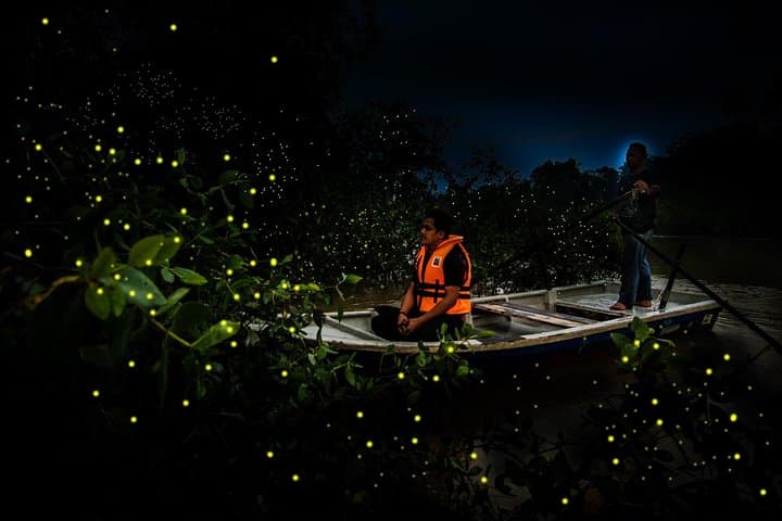 Kuala Selangor Fireflies Night Cruise: River, Mangroves & Bukit Melawati photo 6