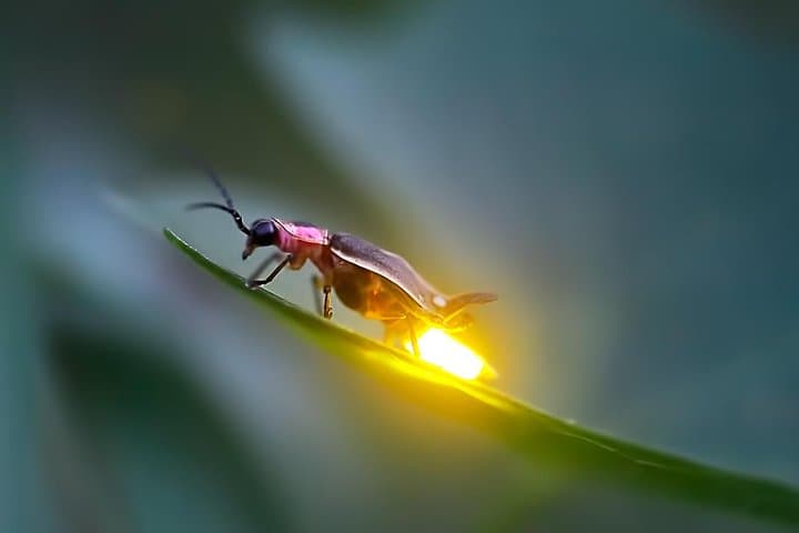 Kuala Selangor Firefly Tour: Night Boat, Seafood & Bukit Melawati