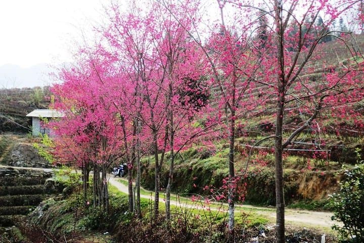 2-Day Sapa Trek: Cat Cat, Y Linh Ho & Ta Van Villages from Hanoi photo 4