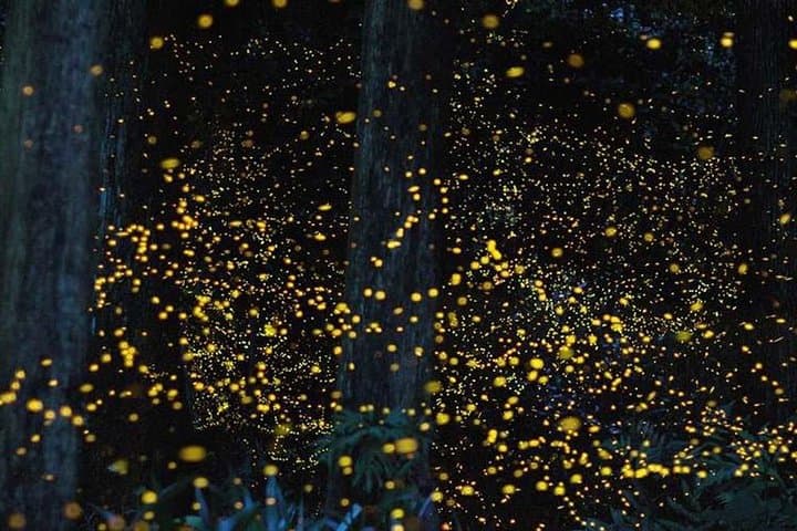 Kuala Selangor Firefly River Cruise: Night Boat Tour from Kuala Lumpur