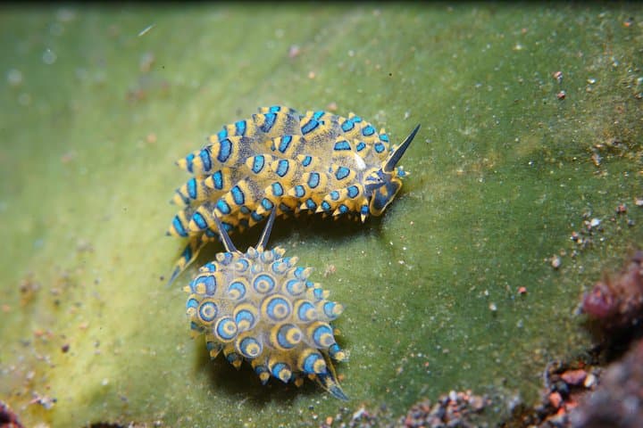 PADI Open Water Course in Tulamben — 3-Day Certification & Liberty Wreck Dives photo 2