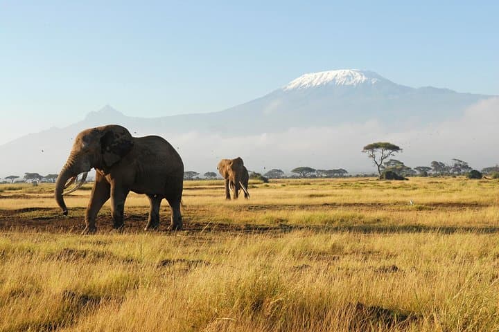 7-Day Tsavo, Amboseli, Lake Nakuru & Masai Mara Wildlife Safari — Big Five, Flamingos & Maasai Culture