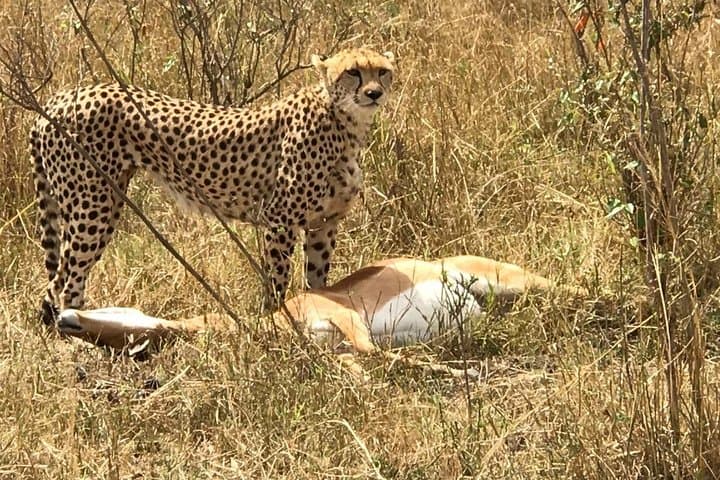 7-Day Tsavo, Amboseli, Lake Nakuru & Masai Mara Wildlife Safari — Big Five, Flamingos & Maasai Culture photo 3