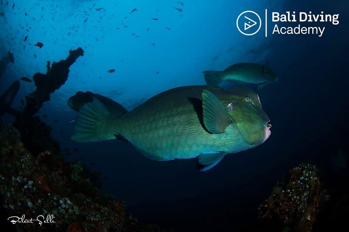 Snorkel the USAT Liberty: Day Trip to Tulamben from South Bali