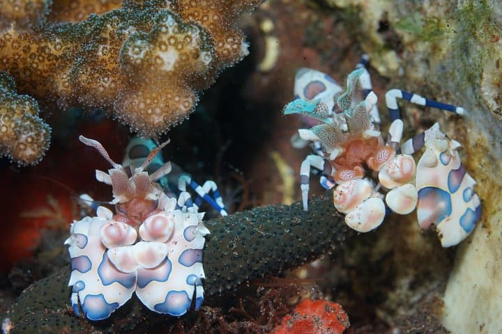 Snorkel the USAT Liberty: Day Trip to Tulamben from South Bali photo 4