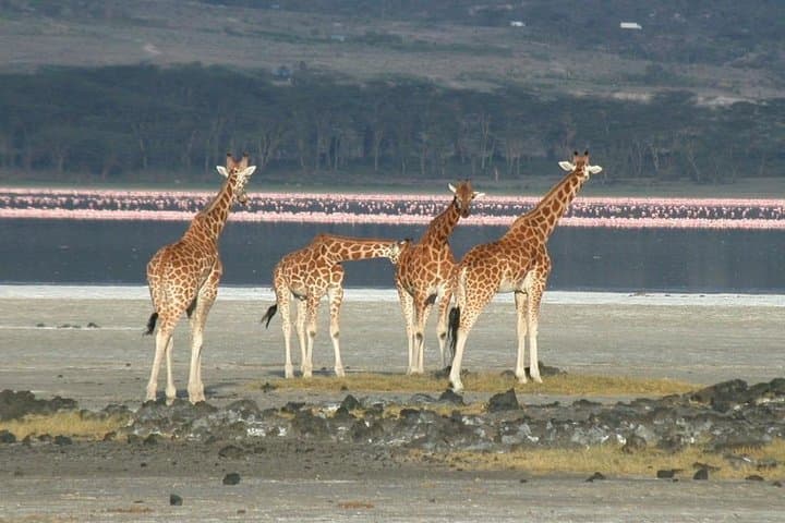 Lake Elementaita 2-Day Safari: Birding & Soysambu Conservancy Game Drive photo 5