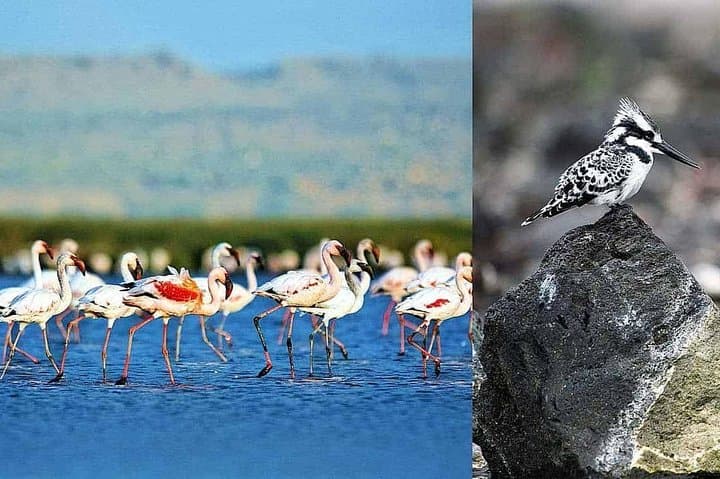 2-Day Lake Elementaita Safari: Birds & Wildlife in Soysambu Conservancy photo 3