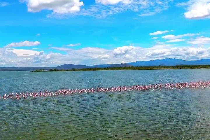 2-Day Lake Elementaita Safari: Birds & Wildlife in Soysambu Conservancy photo 5