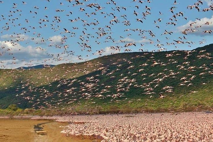2-Day Lake Elementaita Safari: Birds & Wildlife in Soysambu Conservancy