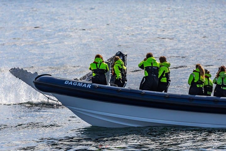 RIB Whale Watching from Reykjavik: 2-Hour High-Speed Tour to Akurey photo 1