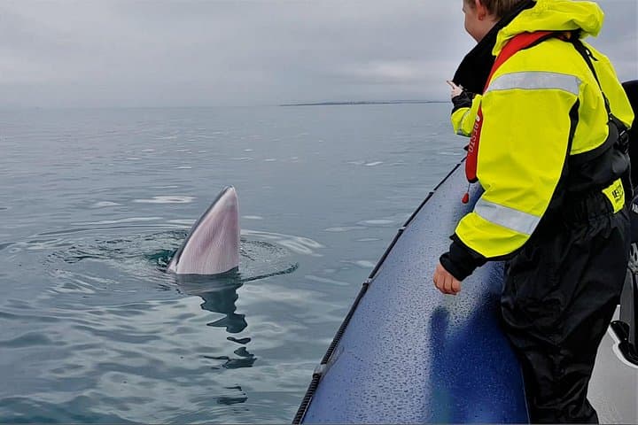 RIB Whale Watching from Reykjavik: 2-Hour High-Speed Tour to Akurey photo 2