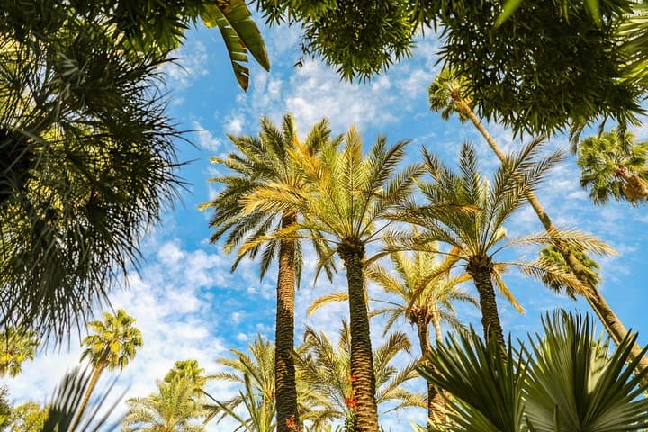 Camel Ride in Marrakech's Palmeraie: Palm Grove Camel Tour & Mint Tea Experience photo 3