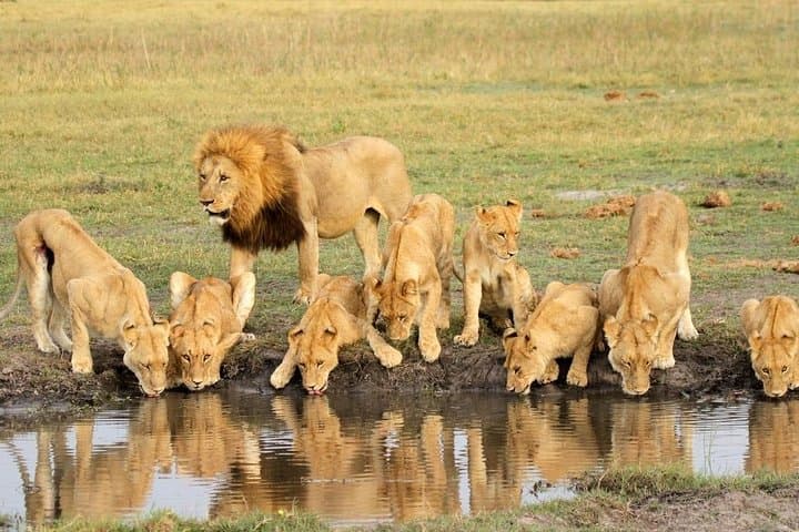 4-Day Private Serengeti Migration Safari: Midrange Lodges & Sunrise Game Drives photo 5