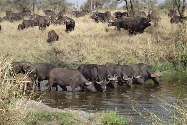 4-Day Mid-Range Safari: Serengeti, Ngorongoro & Tarangire Game Drives photo 3