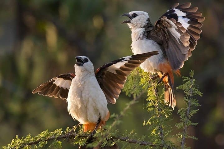 4-Day Private Serengeti Migration Safari: Midrange Lodges & Sunrise Game Drives