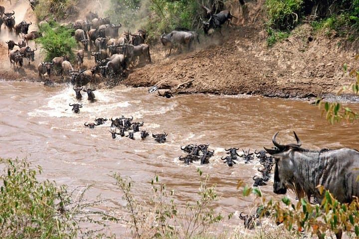 4-Day Private Serengeti Migration Safari: Midrange Lodges & Sunrise Game Drives photo 2