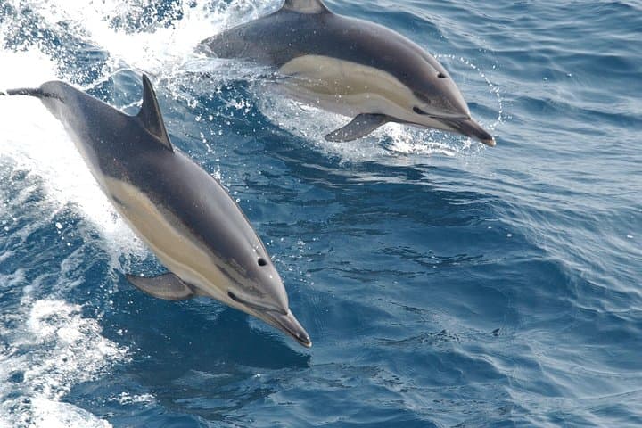 2-Hour Private Sailing Charter from Marbella — Swim, Snorkel & Dolphin Watch