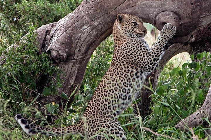 4-Day Private Serengeti Migration Safari: Midrange Lodges & Sunrise Game Drives photo 3