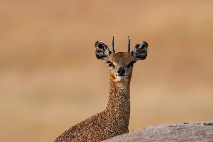 4-Day Private Serengeti Migration Safari: Midrange Lodges & Sunrise Game Drives photo 4