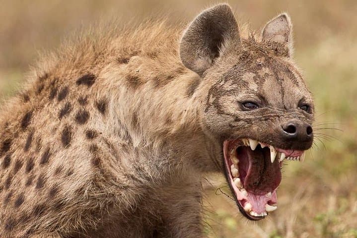 4-Day Private Serengeti Migration Safari: Midrange Lodges & Sunrise Game Drives photo 6