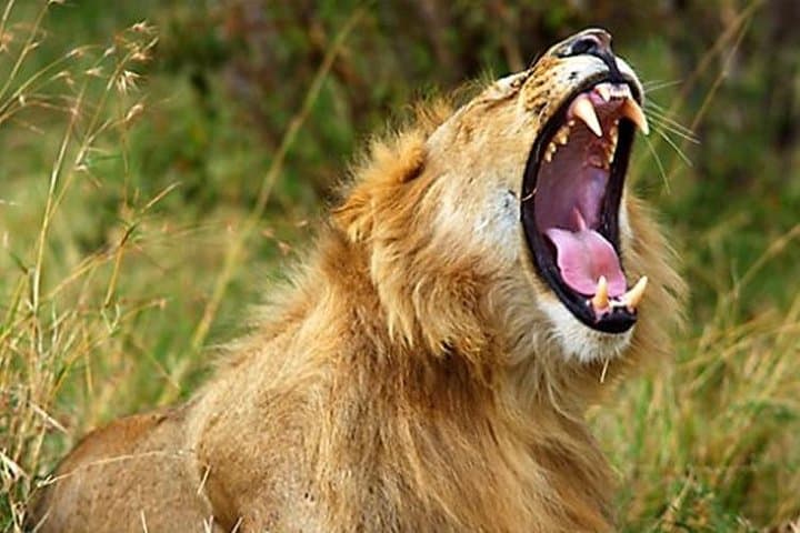 10-Day-Kenya-Photographic-Safari-Photographers-Guide photo 6
