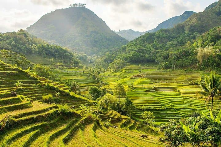 Selogriyo Rice Terraces Trek from Yogyakarta: Off-the-Beaten-Track Temple Hike