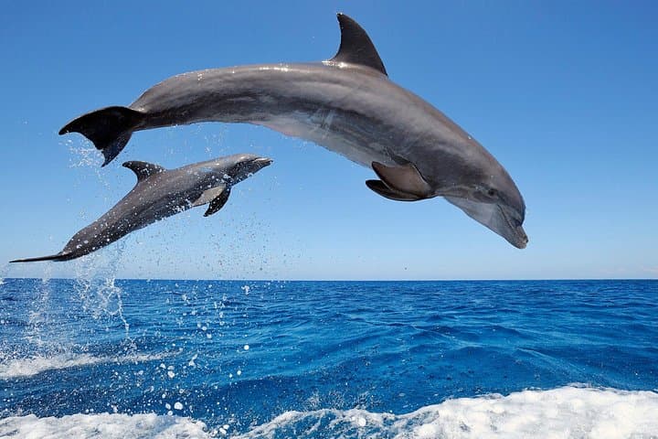North Bali Dolphin Tour: Lovina Dolphins, Waterfall, Wanagiri Lakes & Ulun Danu photo 1