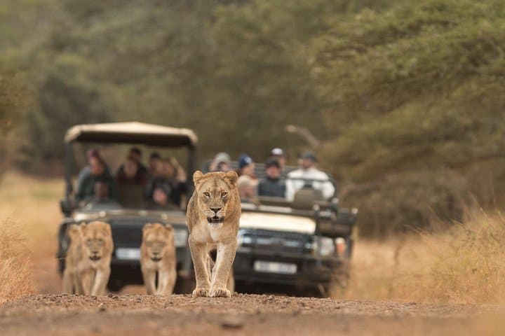 Durban to Hluhluwe-Imfolozi & Manyoni Big 5 Day Safari — What to Expect