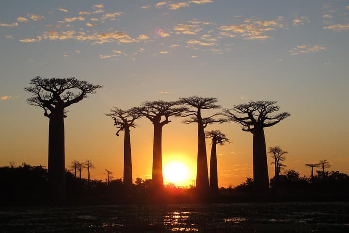 Madagascar Baobabs and Lemurs: 7-Day Wildlife & Coastal Adventure