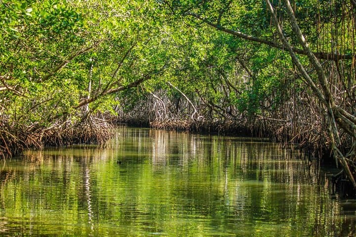 Hike and Kayak Los Haitises: Caño Hondo Mangroves & Caves Adventure photo 3