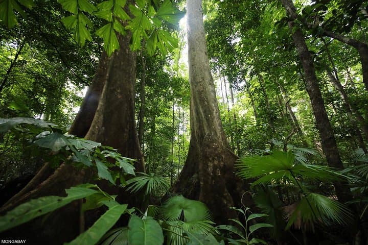 Hike and Kayak Los Haitises: Caño Hondo Mangroves & Caves Adventure photo 4