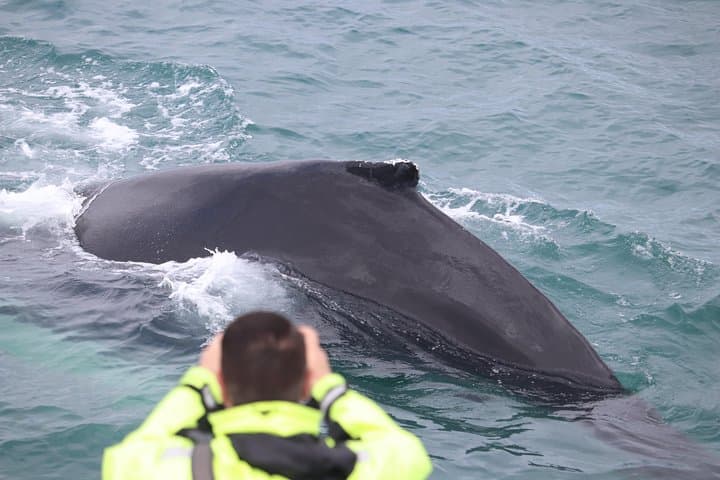 Iceland Super Saver: Northern Lights & Whale-Watching Cruise from Reykjavik photo 4