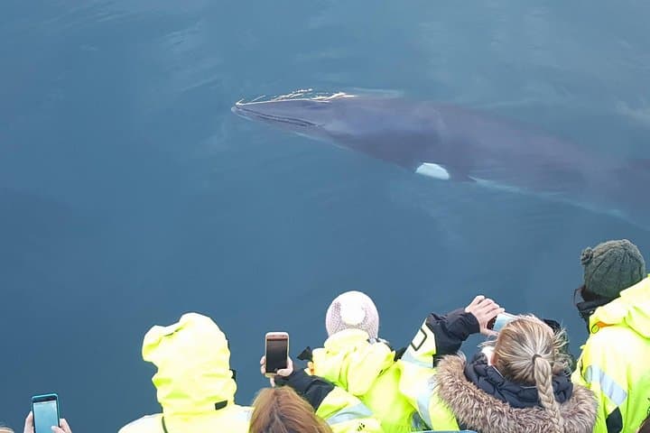 Iceland Super Saver: Northern Lights & Whale-Watching Cruise from Reykjavik photo 2