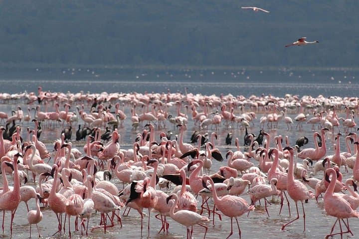 Lake Elementaita 2-Day Safari: Birding & Soysambu Conservancy Game Drive photo 3