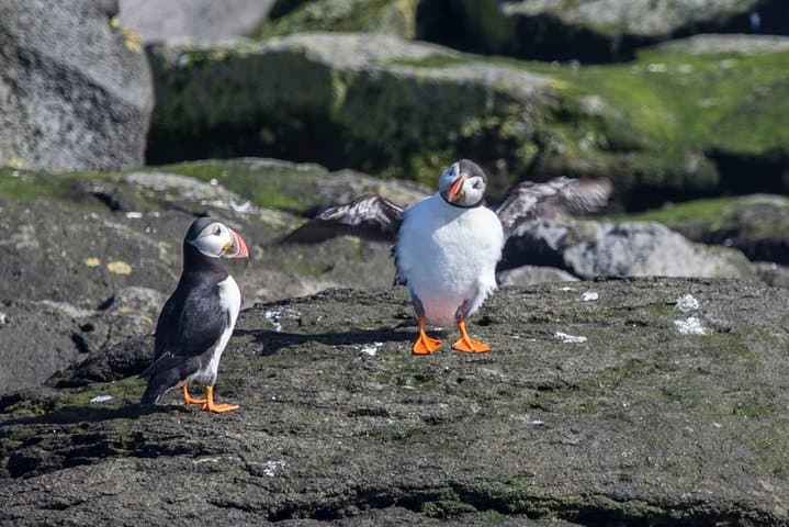 Puffin Cruise from Reykjavik: Akurey Island Wildlife Sightseeing photo 3