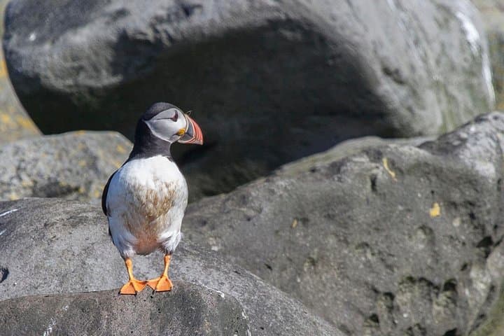 Puffin Cruise from Reykjavik: Akurey Island Wildlife Sightseeing photo 4