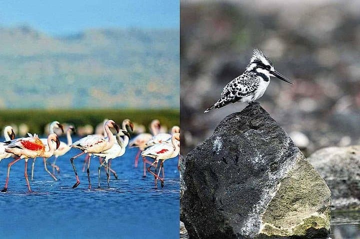Lake Elementaita 2-Day Safari: Birding & Soysambu Conservancy Game Drive photo 6