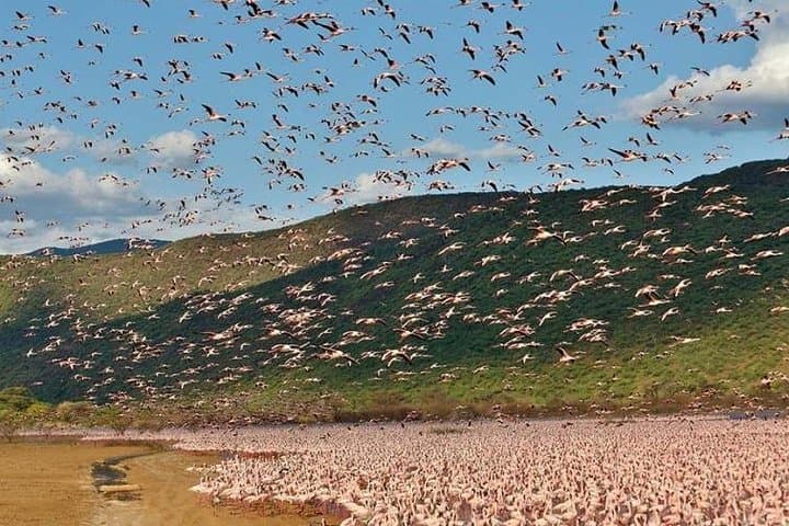 Lake Elementaita 2-Day Safari: Birding & Soysambu Conservancy Game Drive